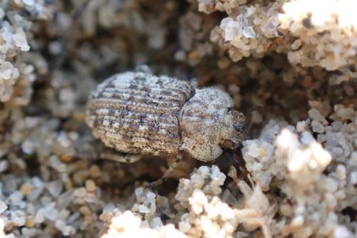 Réf. 332 408 : Leichenum pulchellum